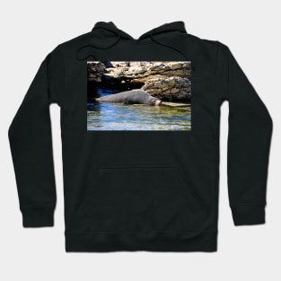 Phoque faisant la sieste Hoodie